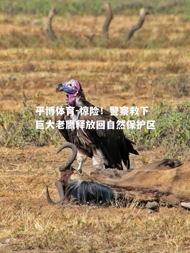 惊险！警察救下巨大老鹰释放回自然保护区